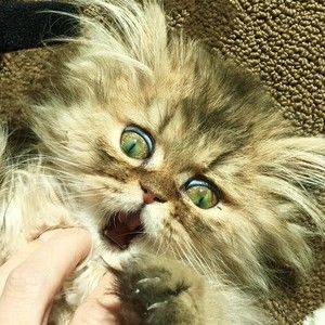 Meet your Posher, Brett